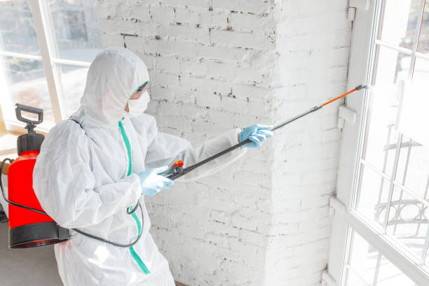 Professional Mold Removal Services in Elburn, IL